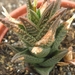 haworthia  koelmaniorum X scraba