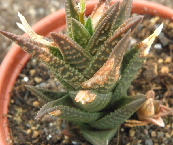 haworthia  koelmaniorum X scraba