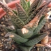 haworthia  koelmaniorun X scraba                                 