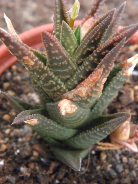 haworthia  koelmaniorun X scraba                                 