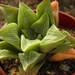 haworthia  magnifica  . v . otzenze