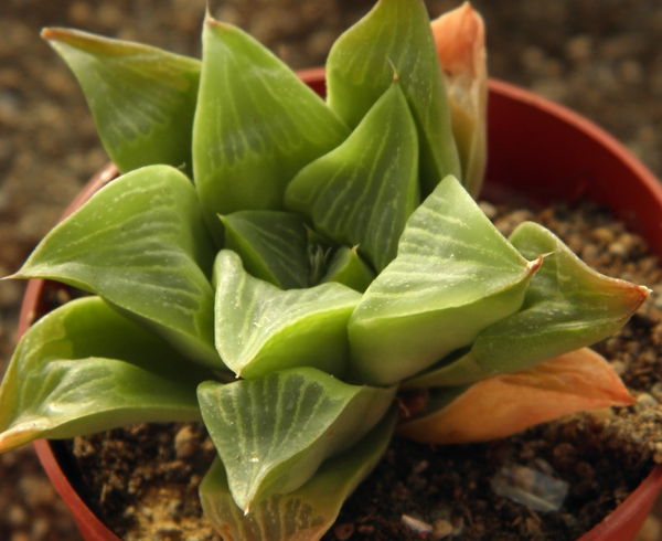 haworthia  magnifica  . v . otzenze