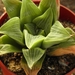 haworthia  magnifica  . v . otzenze.                             