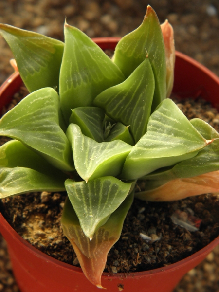 haworthia  magnifica  . v . otzenze.                             