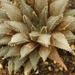 haworthia  marraisii . v . marraisii