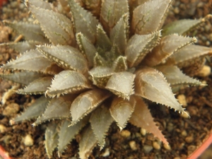 haworthia  marraisii . v . marraisii