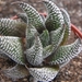 haworthia  minima  ( west of swellesdam )                        