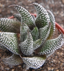 haworthia  minima  ( west of swellesdam )                        