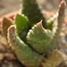 haworthia  pumila  ( oranjegrove dorcaster )                     