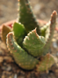 haworthia  pumila  ( oranjegrove dorcaster )                     