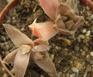 haworthia  reticulata . v . acunimata