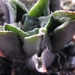 haworthia  retusa . v . acuminata