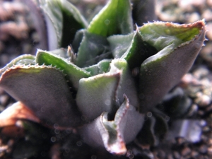 haworthia  retusa . v . acuminata