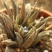 haworthia  scraba . v . starkiana