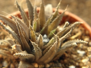 haworthia  scraba . v . starkiana