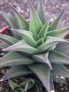 haworthia  semiglabrata                                         2