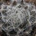 haworthia  sp - cliff overlooking sea