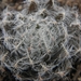 haworthia  sp - cliff overlooking sea