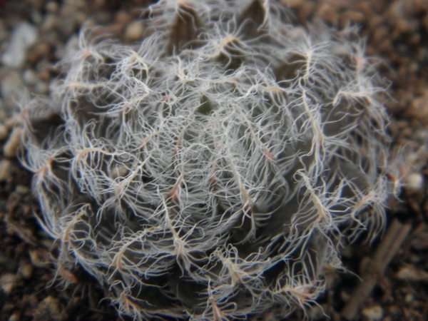 haworthia  sp - cliff overlooking sea