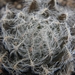 haworthia  sp - cliff overlooking sea                            