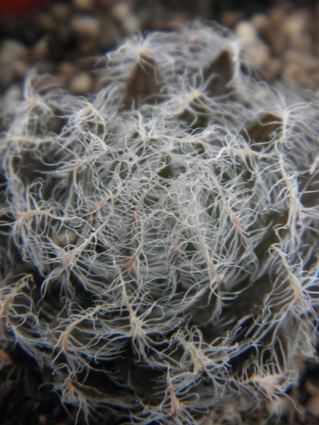 haworthia  sp - cliff overlooking sea                            