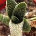 haworthia  sp - mosselbaai  airfield