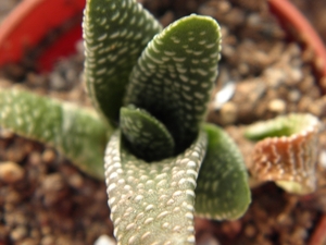 haworthia  sp - mosselbaai  airfield