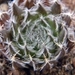 haworthia arachnoidea  ( o v de rust )