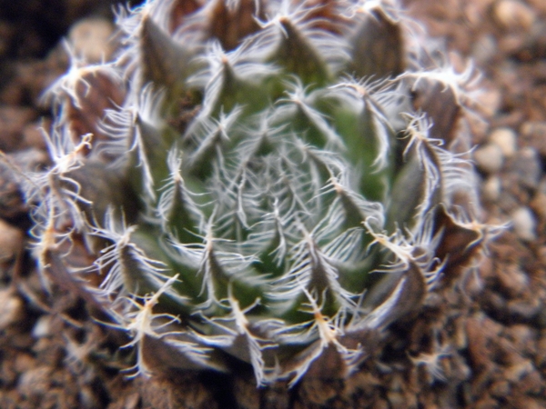 haworthia arachnoidea  ( o v de rust )