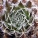 haworthia arachnoidea  ( o v de rust ).                          