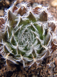 haworthia arachnoidea  ( o v de rust ).                          