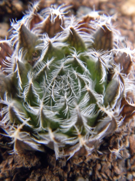 haworthia arachnoidea  ( o v de rust ).                          