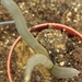 haworthia blacgbuniae . v . derustensis                          