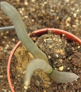 haworthia blacgbuniae . v . derustensis                          