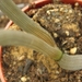 haworthia blackbuniae . v . derustensis