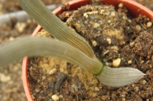 haworthia blackbuniae . v . derustensis