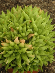 haworthia chloracantha