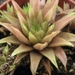 haworthia chloracantha . v . denticulifera  ( baaselbay )