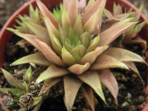 haworthia chloracantha . v . denticulifera  ( baaselbay )