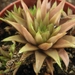 haworthia chloracantha . v . denticulifera  ( maaselbay )        