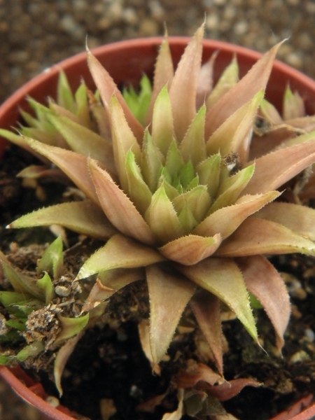 haworthia chloracantha . v . denticulifera  ( maaselbay )        