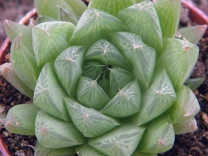 haworthia cooperi . v . dielsiana