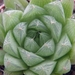 haworthia cooperi . v . dielsiana