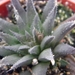 haworthia denata  mbr 5460