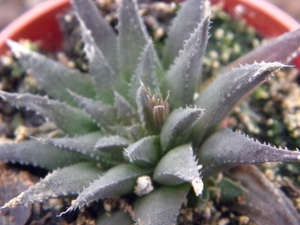 haworthia denata  mbr 5460