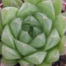 haworthia cooperi . v . dielsiana                                