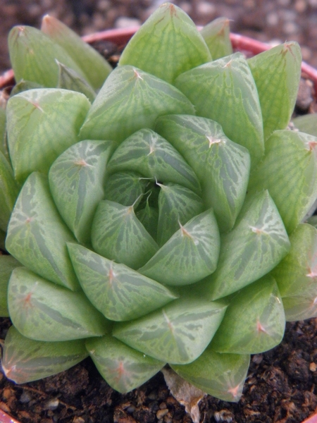 haworthia cooperi . v . dielsiana                                