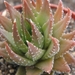 haworthia fasciata . v . ovatolancedata                          