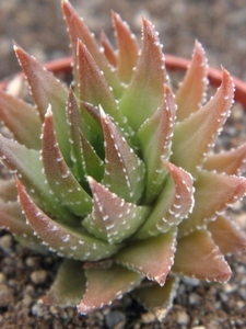 haworthia fasciata . v . ovatolancedata                          