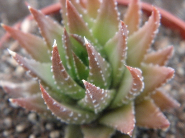 haworthia fascicata  . v , ovatolancedata